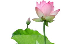 Buông bỏ chấp thủ tự ngã để an vui lâu dài