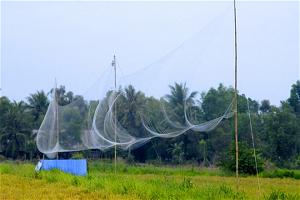 luoi bat chim