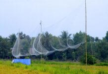 Chuyện đàn chim sa bẫy do bất hòa