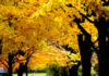 Four Seasons Of Falling Leaves (Song ngữ Vietnamese-English)