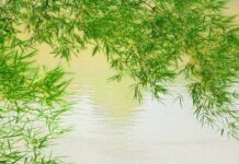 Biết Sống Tùy Duyên
