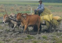 Sau những bữa ngon…