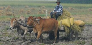 Sau những bữa ngon…