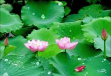 Nhìn đời như bọt nước