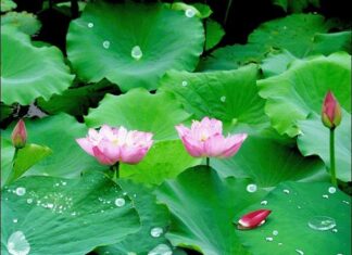 Nhìn đời như bọt nước