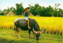 Nghệ thuật chăn trâu