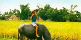 Nghệ thuật chăn trâu