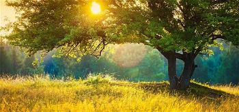 country-meadow