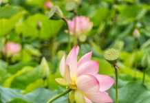 Tâm Thanh Tịnh Thì Thấy Thế Giới Thanh Tịnh