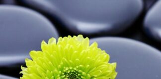 Mùa Xuân của Hiện Tại
