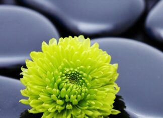 Mùa Xuân của Hiện Tại