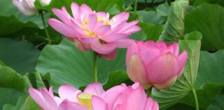 Ở đời vui đạo hãy tùy duyên