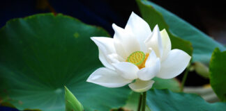 Nghĩa “Như” của tất cả các pháp