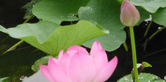 Phương tiện thiện xảo