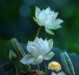 Từ Tâm, Ý Và Thức… Tới Vô Tâm Thị Đạo