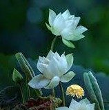 Từ Tâm, Ý Và Thức… Tới Vô Tâm Thị Đạo