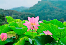Người tu hành như tấm vải trắng, một vết nhơ không xóa sẽ hủy cả đời