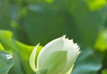 Sống Với Đạo Phật Trong Sinh Hoạt Hằng Ngày (Song Ngữ Vietnamese-English PDF)