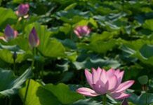 Tánh Ganh Tỵ (Song ngữ Vietnamese-English)