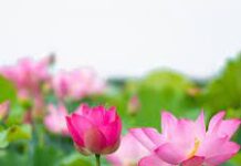 Quét Tâm (Song ngữ Vietnamese-English)