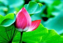 Trói mở do tâm