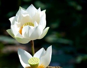 Suy nghiệm lời Phật: Phe phái, tranh chấp bởi vì đâu?