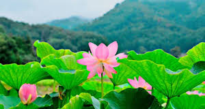 Tịnh tánh ở trong vọng