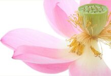Mắt từ trông chúng sanh