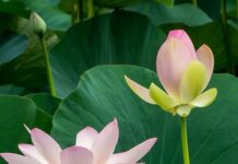 Xuân về nguyện ước đạo đời viên thông