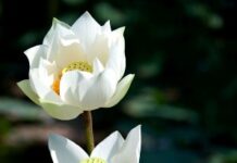 Ý nghĩa của đời sống