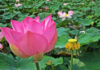 Yêu Thương Chính Mình – Ái Tự Ngã (self-love)