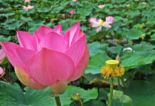 Yêu Thương Chính Mình – Ái Tự Ngã (self-love)