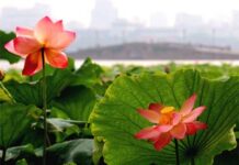Xứng Tánh Làm Phật Sự