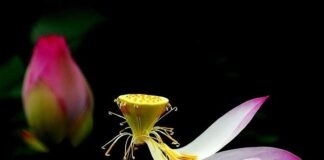 Thấy mọi thứ đang vận động để lặng yên