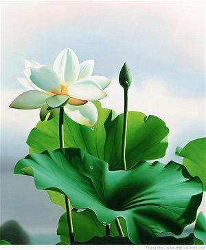 hoa sen trang