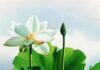 Vai trò của tánh không trong phương thức trị liệu hý luận