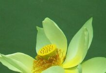 Thánh và Phàm