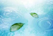 Mỗi người hãy là một chiếc lá