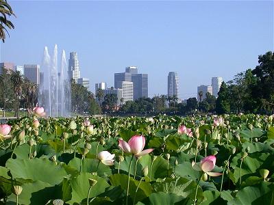 lotus at echo park lake los angeles