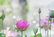 Cái Thấy (Song ngữ Vietnamese-English)