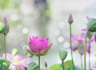 Cái Thấy (Song ngữ Vietnamese-English)