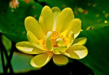Muốn ít và biết đủ để sống an yên