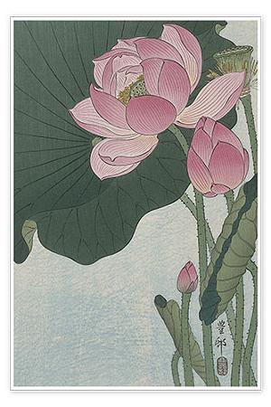 lotus flower (7)