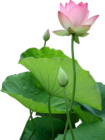 lotus-hoa sen lotus-hoa sen
