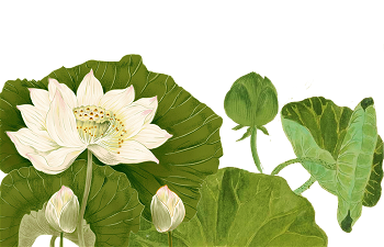 lotus