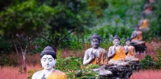 Nắm lá nhiệm mầu