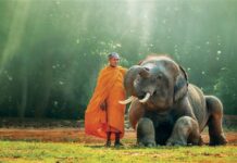 Năng lực tâm từ thiết lập tịnh độ nhân gian