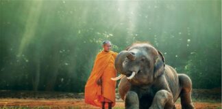 Năng lực tâm từ thiết lập tịnh độ nhân gian