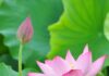 Tinh thần bình đẳng trong Phật giáo
