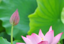 Tinh thần bình đẳng trong Phật giáo
